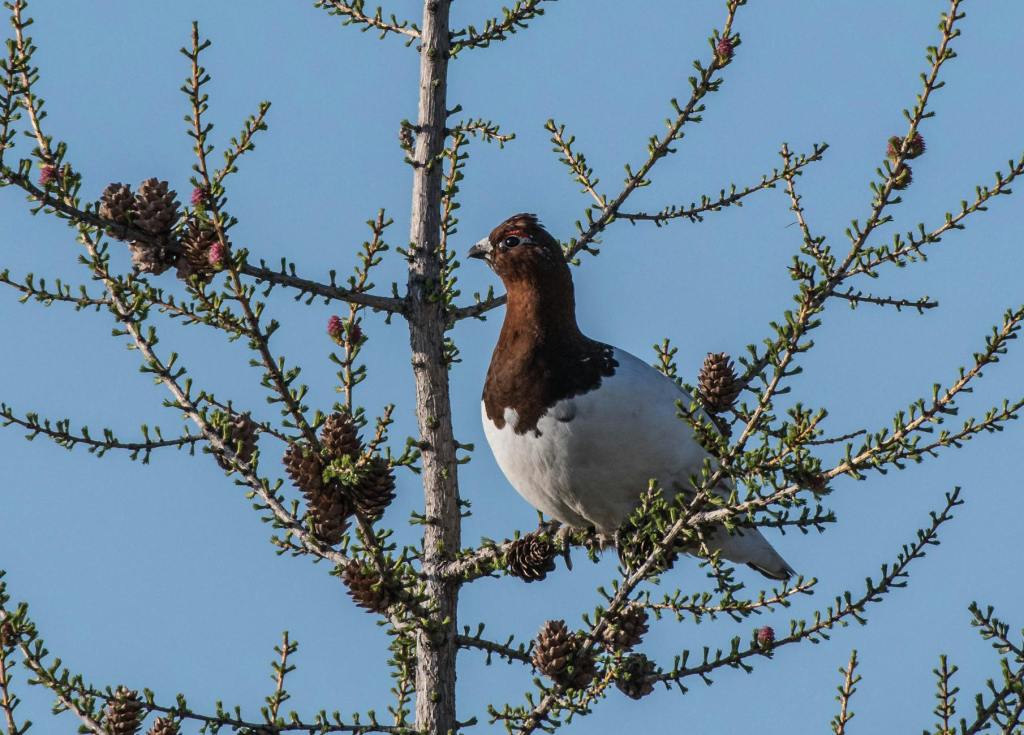 Discover Alaska: 5 Amazing Attractions – State-by-State Travel Series – Part&nbsp;2