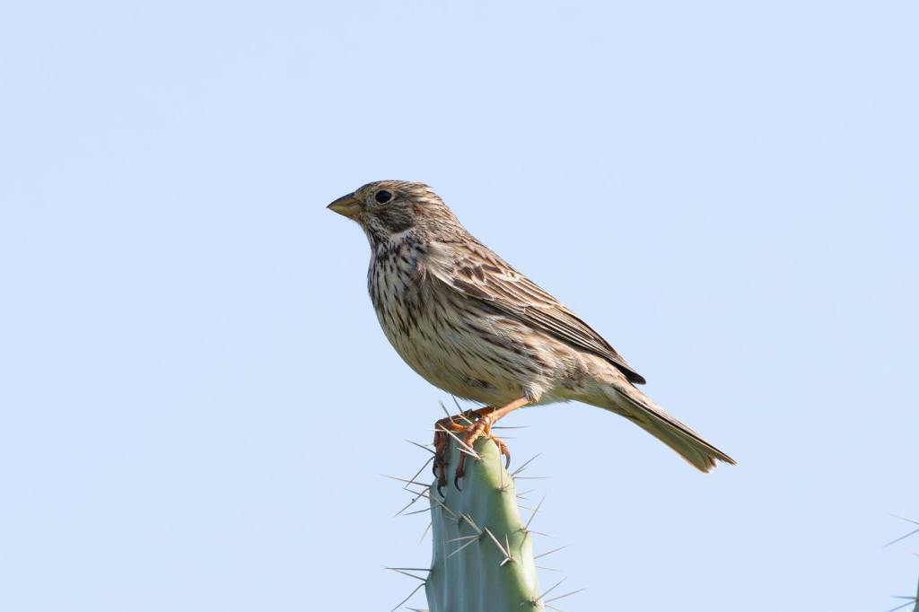 Discover Arizona: 5 Amazing Attractions – State-by-State Travel Series – Part&nbsp;3